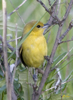 Orchard Oriole female